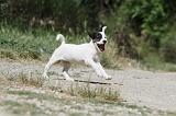 PARSON RUSSEL TERRIER 118